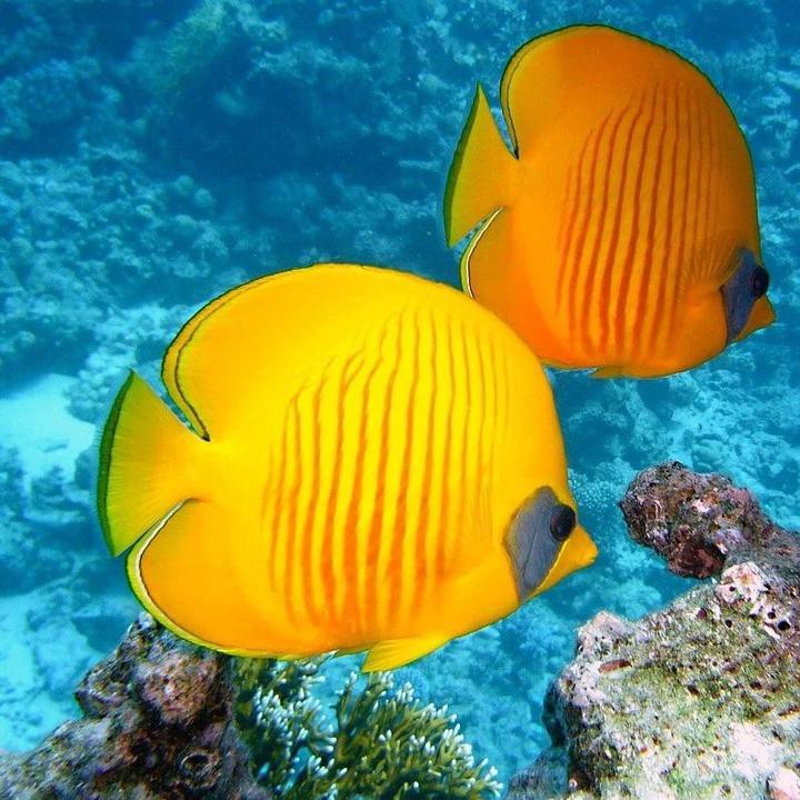 如何判斷藍(lán)金龍魚的年齡？，創(chuàng)作打卡挑戰(zhàn)賽-知乎風(fēng)中飄落的枯葉,如何判斷魚的年齡