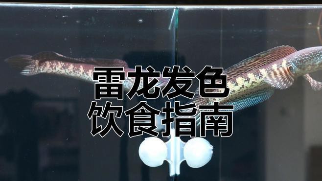 如何科學(xué)搭配雷龍魚的食物？，雷龍魚吃什么野外食譜大公開這些食物讓它們更健康
