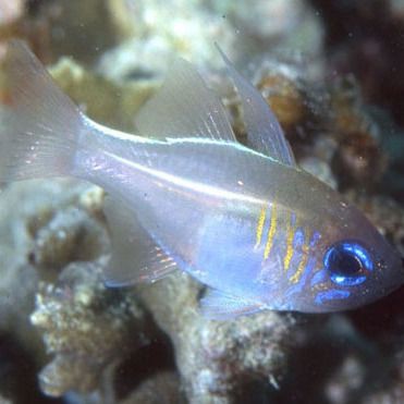玫瑰魚是什么魚，海中“紅玫瑰”如何“游進”千家萬戶央廣網