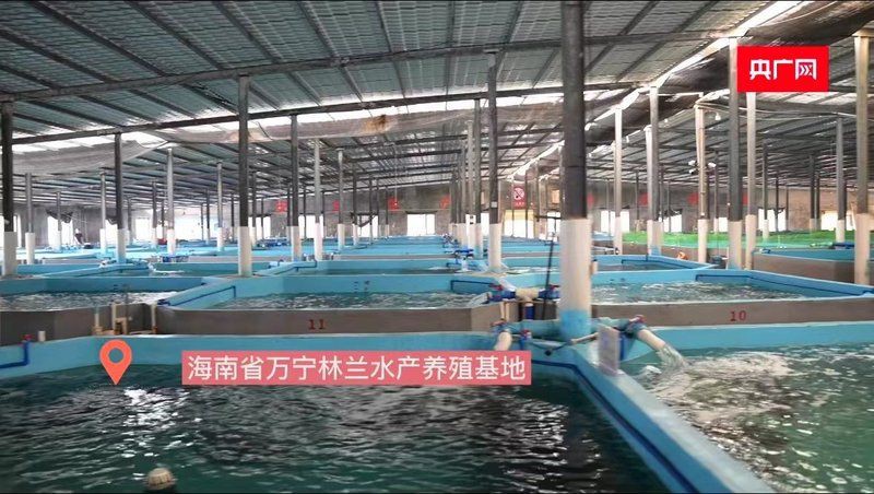 玫瑰魚是什么魚，海中“紅玫瑰”如何“游進”千家萬戶央廣網