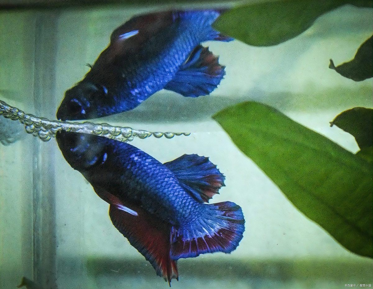 瑪麗魚咬魚要警惕四種病，瑪麗魚出現咬魚行為時需警惕6大原因+21個救命技巧