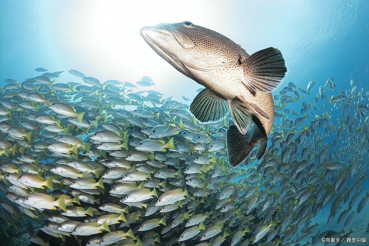 瑪麗魚咬魚要警惕四種病，瑪麗魚出現咬魚行為時需警惕6大原因+21個救命技巧