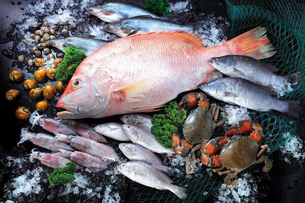 瑪麗魚咬魚要警惕四種病，瑪麗魚出現咬魚行為時需警惕6大原因+21個救命技巧