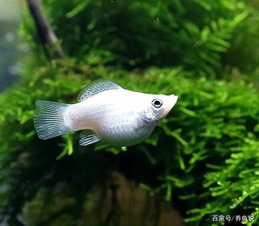 瑪麗魚咬魚要警惕四種病，瑪麗魚出現咬魚行為時需警惕6大原因+21個救命技巧