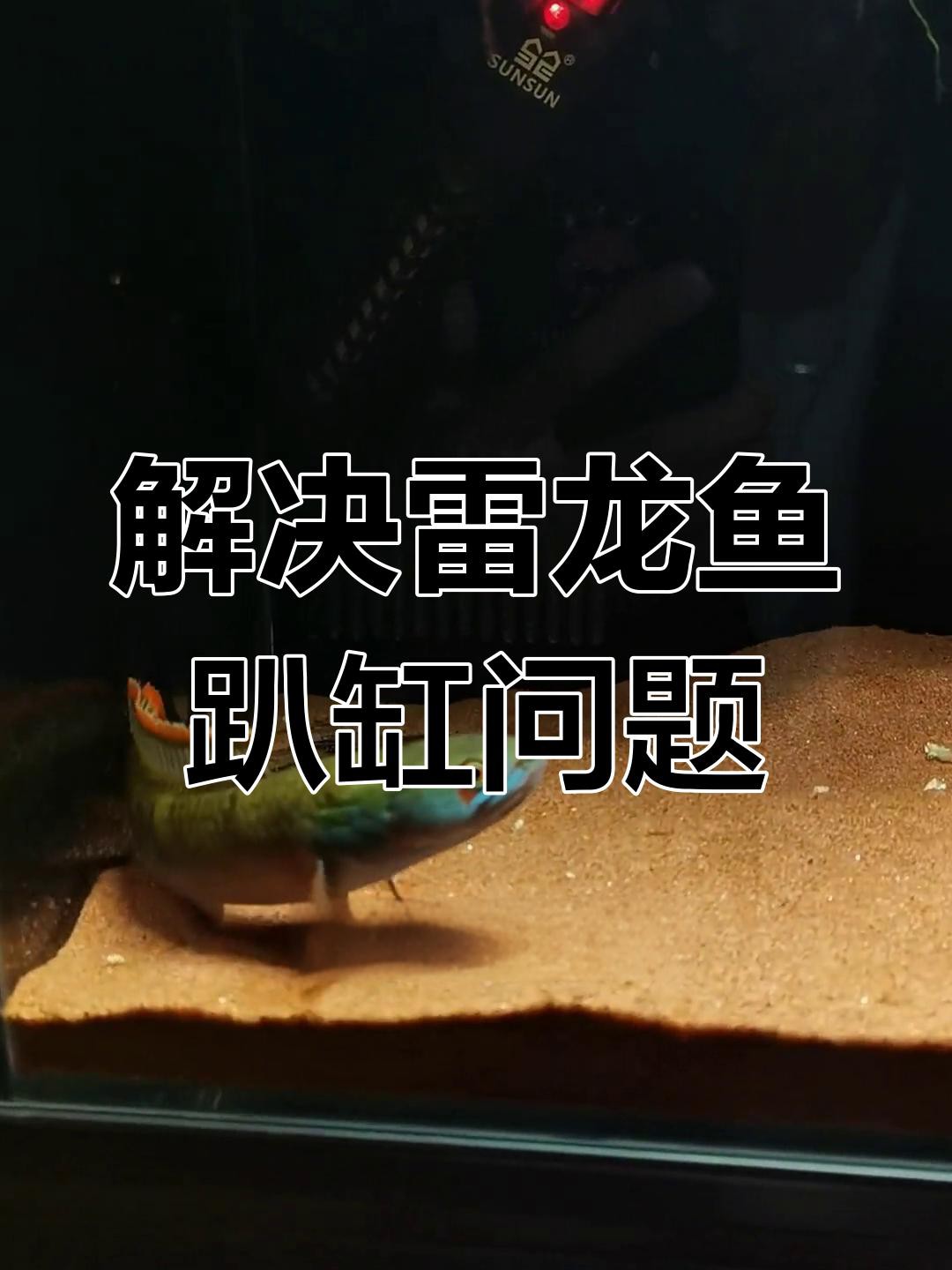 彩虹雷龍趴缸時應該如何處理？，《彩虹雷龍趴缸時的處理辦法》