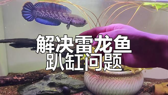 彩虹雷龍趴缸時應該如何處理？，《彩虹雷龍趴缸時的處理辦法》