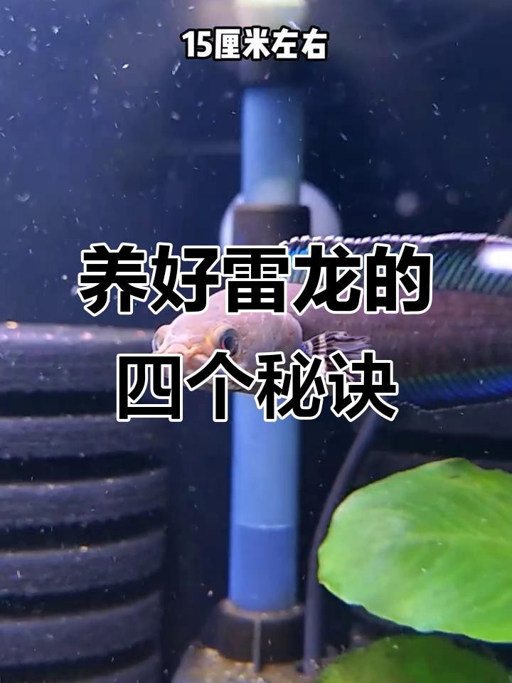 彩虹雷龍趴缸時應該如何處理？，《彩虹雷龍趴缸時的處理辦法》