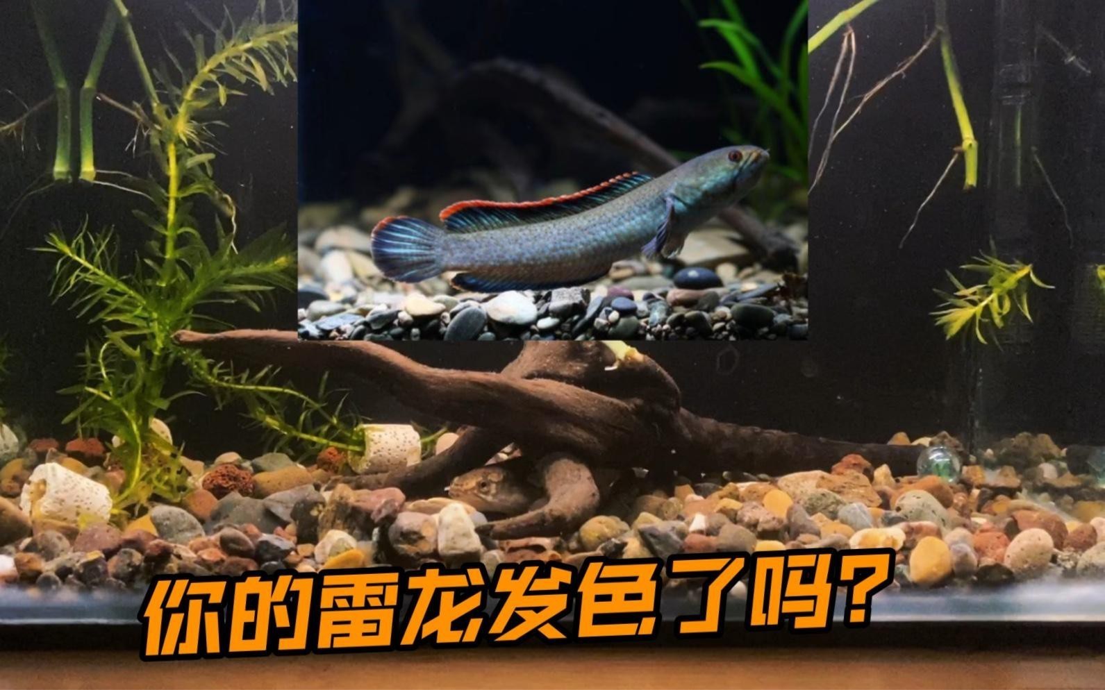 彩虹雷龍趴缸時應該如何處理？，《彩虹雷龍趴缸時的處理辦法》