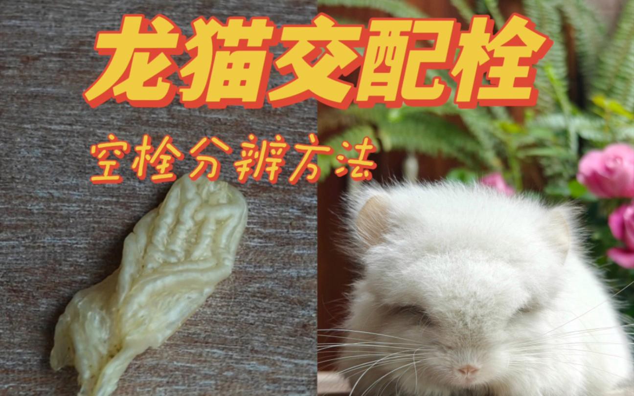 如何判斷龍貓是否成功受孕？，判斷龍貓是否成功受孕可從多方面入手體重變化是重要指標(biāo)