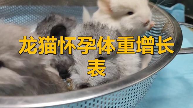 如何判斷龍貓是否成功受孕？，判斷龍貓是否成功受孕可從多方面入手體重變化是重要指標(biāo)