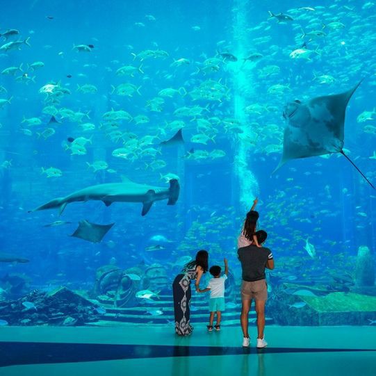 海南藏族自治州水族店，關于海南藏族自治州水族店的綜合整理