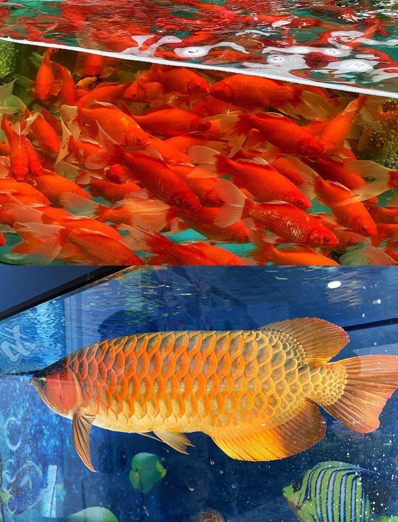 蕪湖水族批發市場，弋江區明海水族批發部