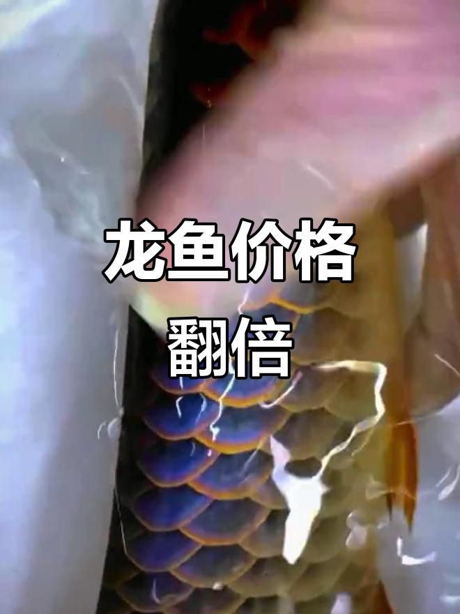 普通龍魚的市場趨勢如何？，《普通龍魚的市場趨勢如何》一分鐘看懂龍魚鄙視鏈