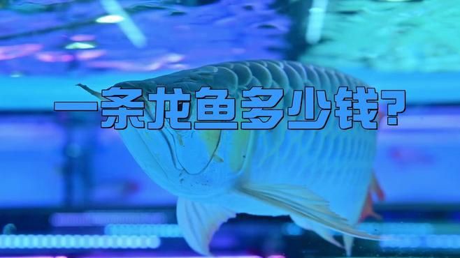 普通龍魚的市場趨勢如何？，《普通龍魚的市場趨勢如何》一分鐘看懂龍魚鄙視鏈