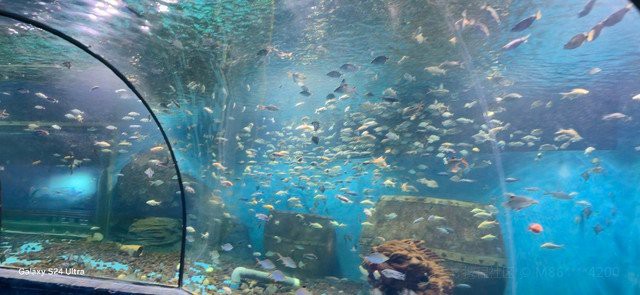 滕州水族店，滕州有哪些水族店鋪？
