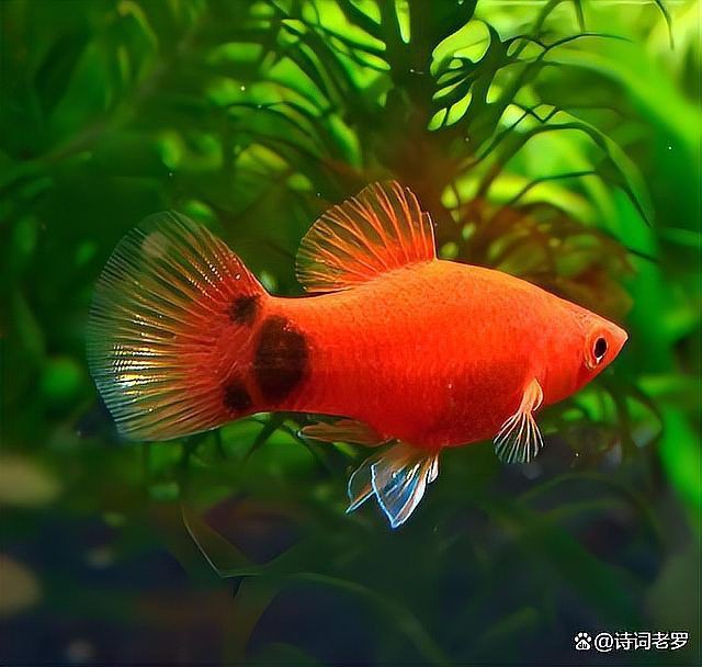 米奇魚好養(yǎng)嗎，米奇魚到底有多好養(yǎng)看完這些案例你就會明白