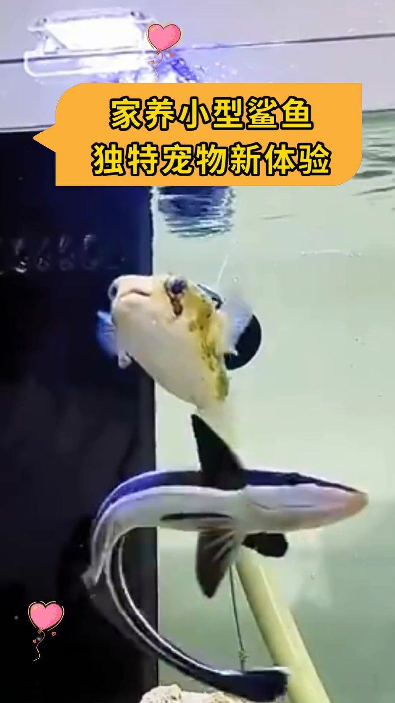家養小鯊魚，《家養小鯊魚》家養小鯊魚的表格在獨特的表格在獨特的表格