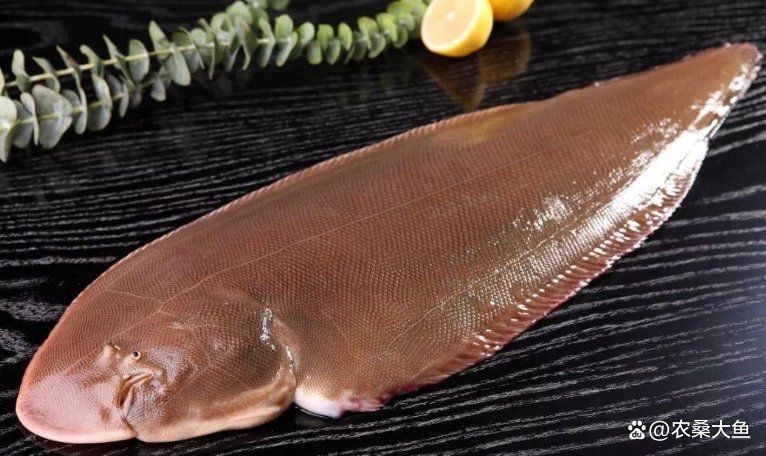 深海龍魚和龍利魚有何區別，深海龍魚與龍利魚的區別，看清別被“坑”了美食小沫