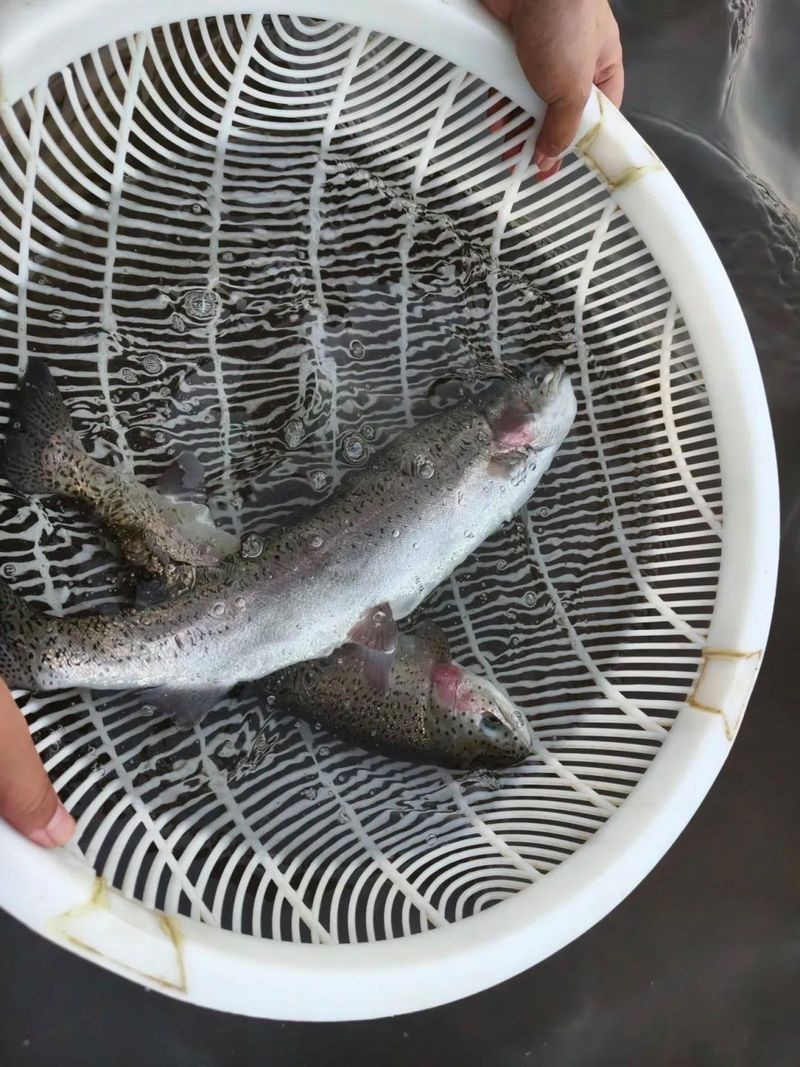 朗縣龍魚店，尋味可久｜朗縣龍魚店何時開業