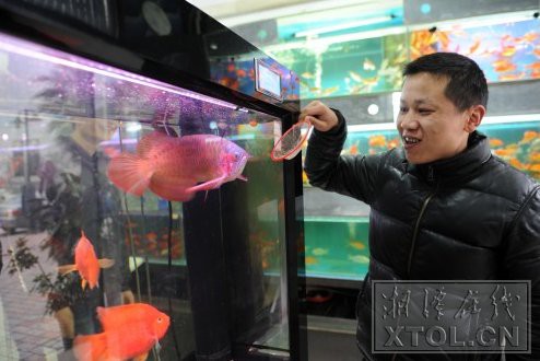 湘潭水族店，湘潭水族店湘潭海洋館哪個(gè)更受歡迎哪個(gè)更受歡迎