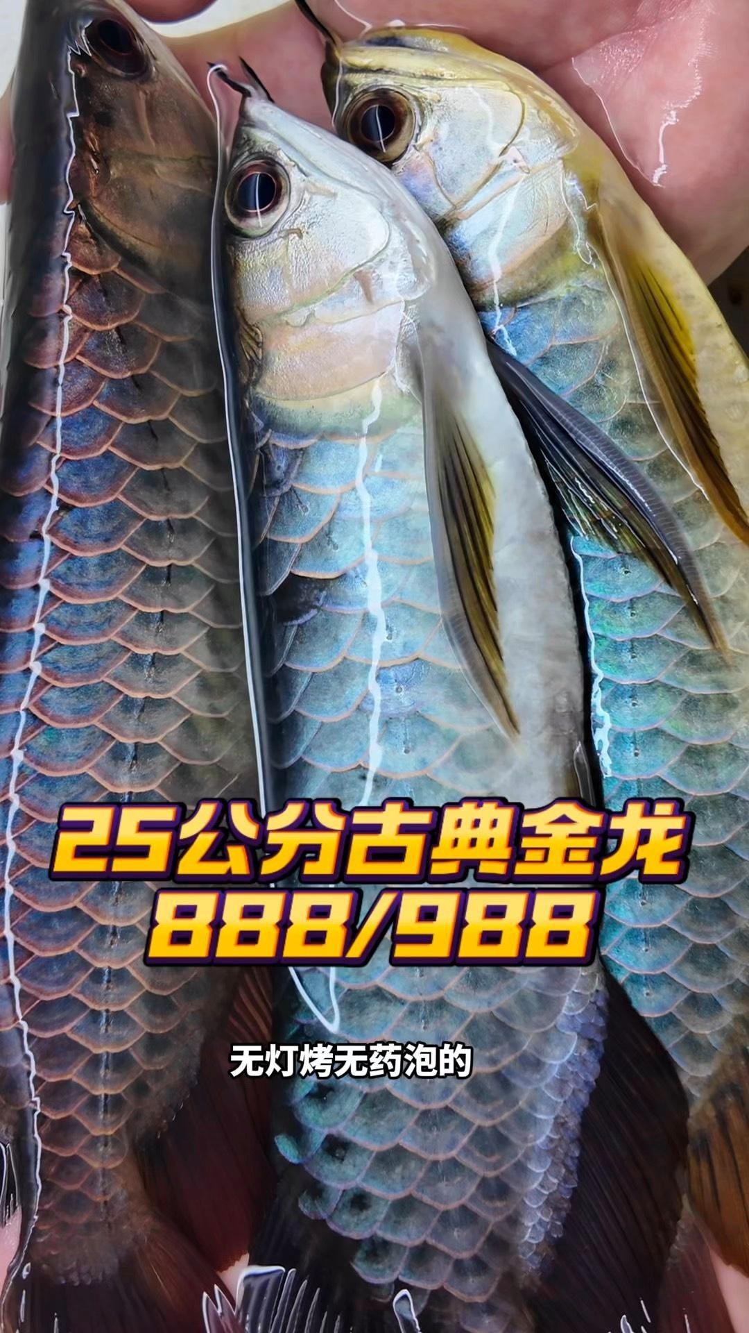 古典龍魚的價格是多少？，古典龍魚價格大揭秘:從幾千到幾萬,你知道嗎