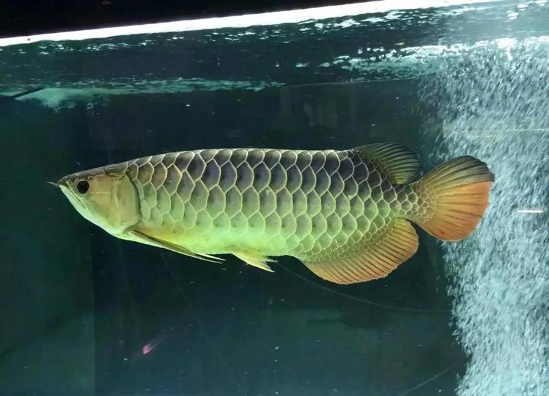 如何鑒別真假24K過背金龍魚？，如何鑒別24k過背金龍魚