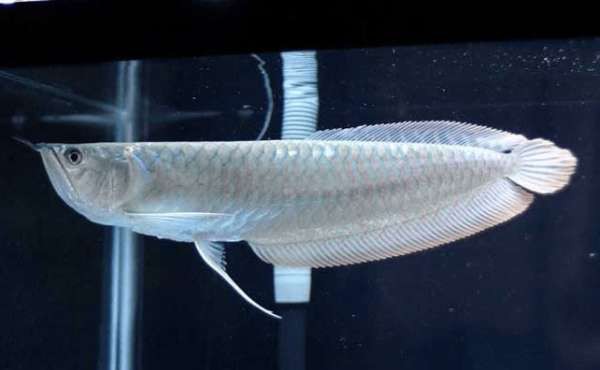 如何判斷金龍魚圖片是否適合放大？，判斷金龍魚圖片是否適合放大，需綜合考量多個因素