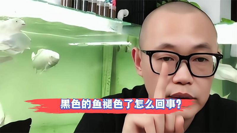 24K金龍魚褪色后還能恢復(fù)嗎？，24k金龍魚褪色后能否恢復(fù)