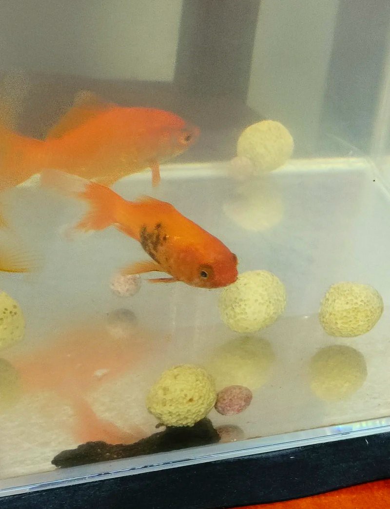 24K金龍魚褪色后還能恢復嗎？，24k金龍魚褪色后能否恢復