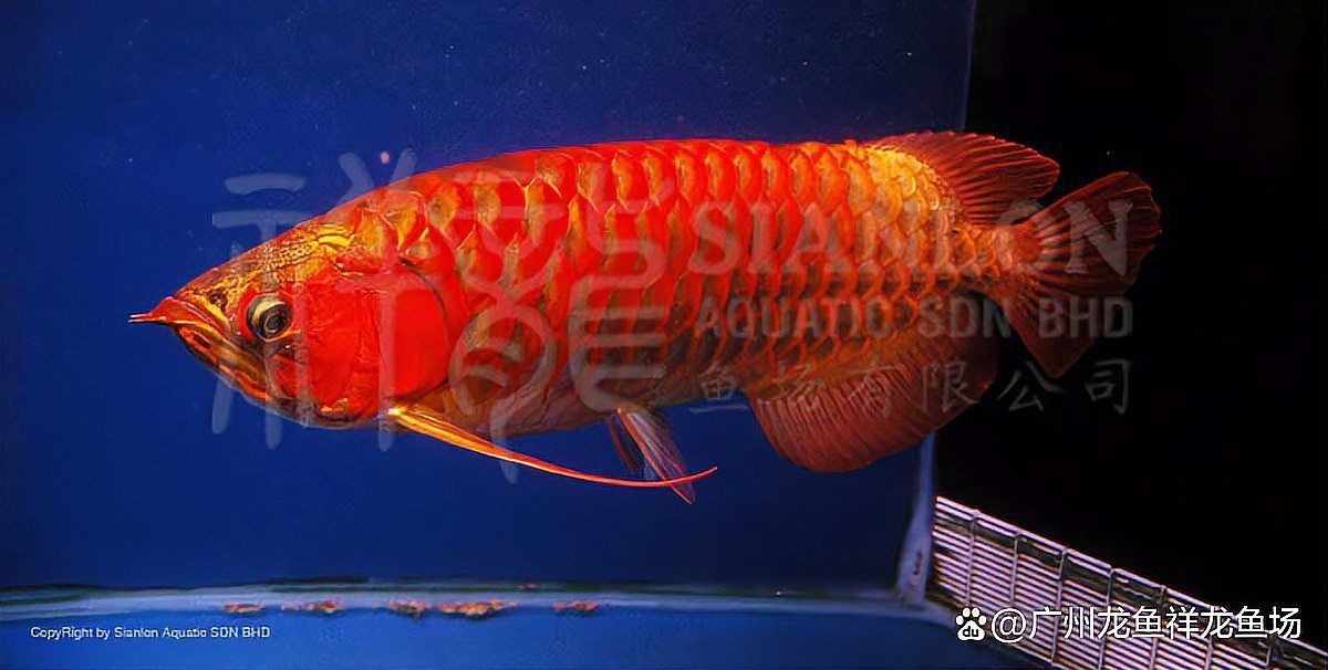 紅龍照明效果最佳方案，養(yǎng)紅龍魚(yú)用什么增色燈好看 紅龍照明效果最佳方案，養(yǎng)紅龍魚(yú)用什么增色燈好看 龍魚(yú)百科 第5張