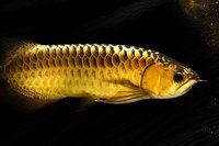 紅龍照明效果最佳方案，養(yǎng)紅龍魚(yú)用什么增色燈好看 紅龍照明效果最佳方案，養(yǎng)紅龍魚(yú)用什么增色燈好看 龍魚(yú)百科 第4張
