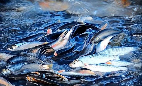 內蒙古淡水魚一覽表，內蒙古水域中占有特殊地位的淡水魚類資源
