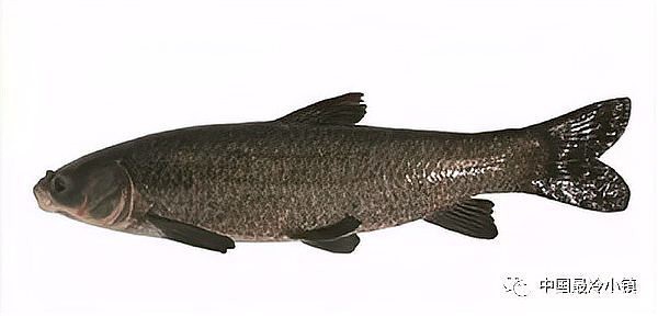 內蒙古淡水魚一覽表，內蒙古水域中占有特殊地位的淡水魚類資源