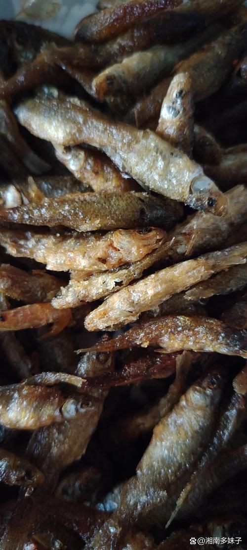 玫瑰魚仔圖片，“玫瑰魚仔圖片”聚焦于展現玫瑰魚幼體的形態與色彩魅力