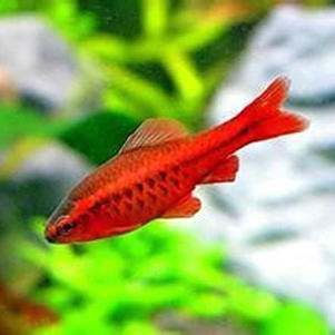 玫瑰魚仔圖片，“玫瑰魚仔圖片”聚焦于展現玫瑰魚幼體的形態與色彩魅力