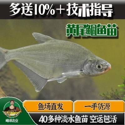 雞西水族批發市場，雞西市水族批發市場