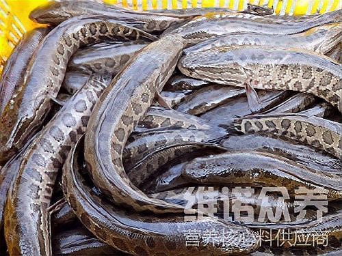 養黑魚喂什么飼料，共創田園,黑魚飼料自配方大全