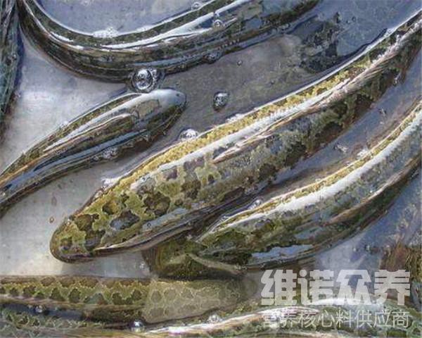 養黑魚喂什么飼料，共創田園,黑魚飼料自配方大全