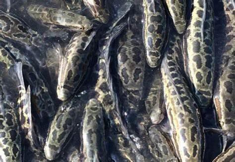 養黑魚喂什么飼料，共創田園,黑魚飼料自配方大全