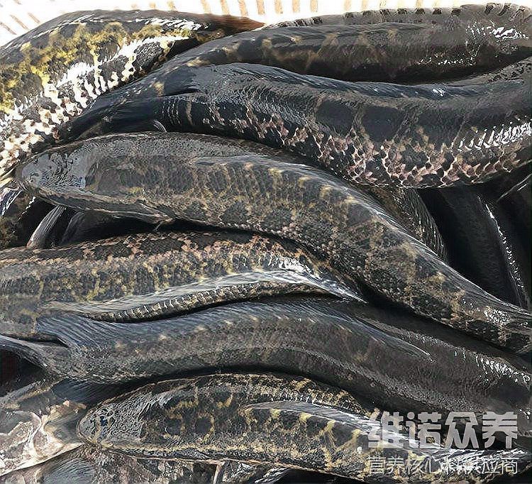 養黑魚喂什么飼料，共創田園,黑魚飼料自配方大全