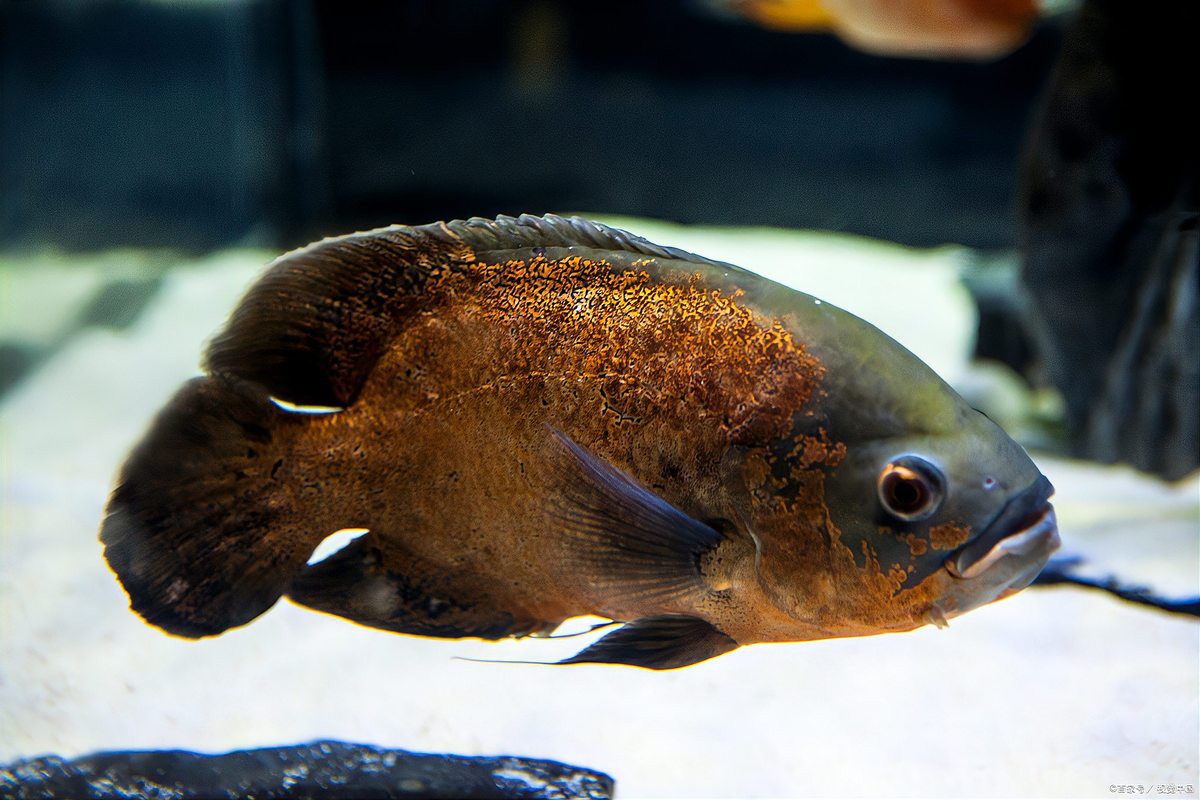 佛羅里達地圖魚怎么養，佛羅里達地圖魚的飼養指南 佛羅里達地圖魚怎么養，佛羅里達地圖魚的飼養指南 龍魚論壇 第2張
