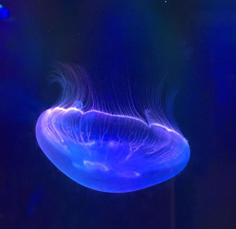 丹陽水族店，丹陽市云陽鎮軍威水族館(個體工商戶)怎么樣
