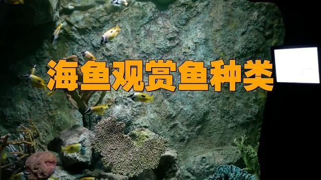 海水觀賞魚色彩特點(diǎn)，《海水觀賞魚色彩特點(diǎn)》海水觀賞魚以其絢麗多彩的體色聞名于世