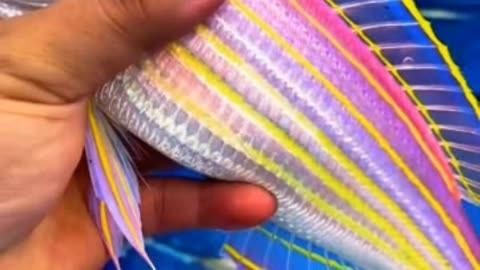 海水觀賞魚色彩特點，《海水觀賞魚色彩特點》海水觀賞魚以其絢麗多彩的體色聞名于世