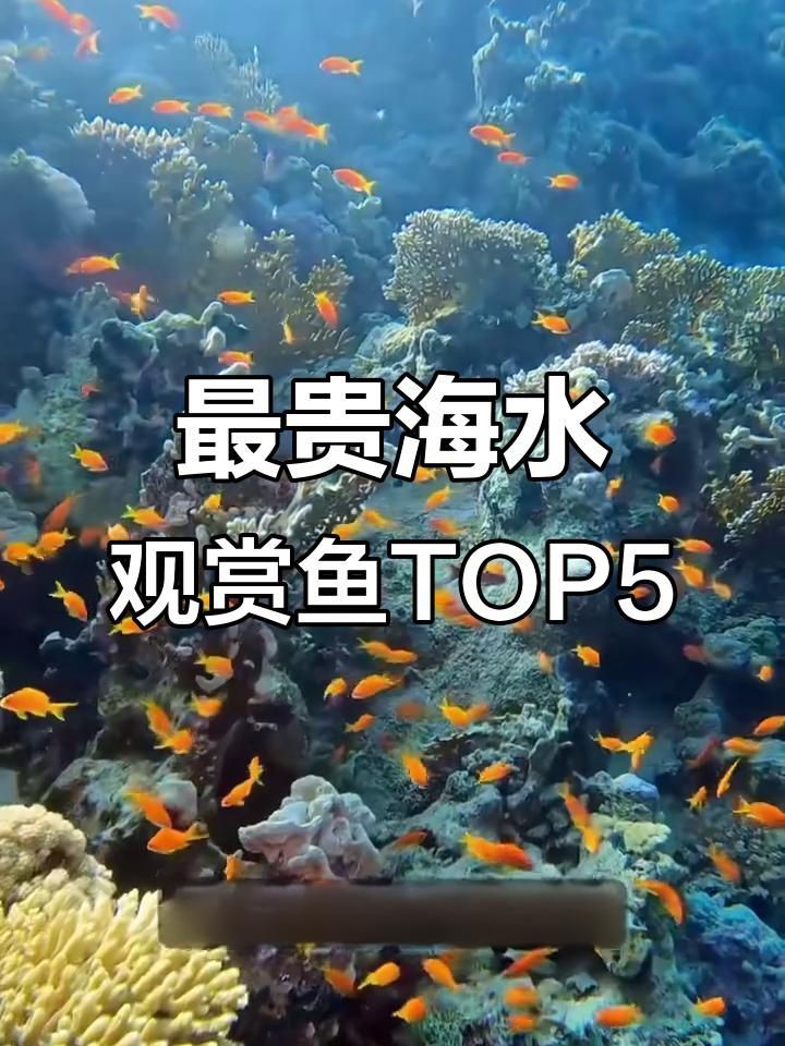 海水觀賞魚色彩特點(diǎn)，《海水觀賞魚色彩特點(diǎn)》海水觀賞魚以其絢麗多彩的體色聞名于世