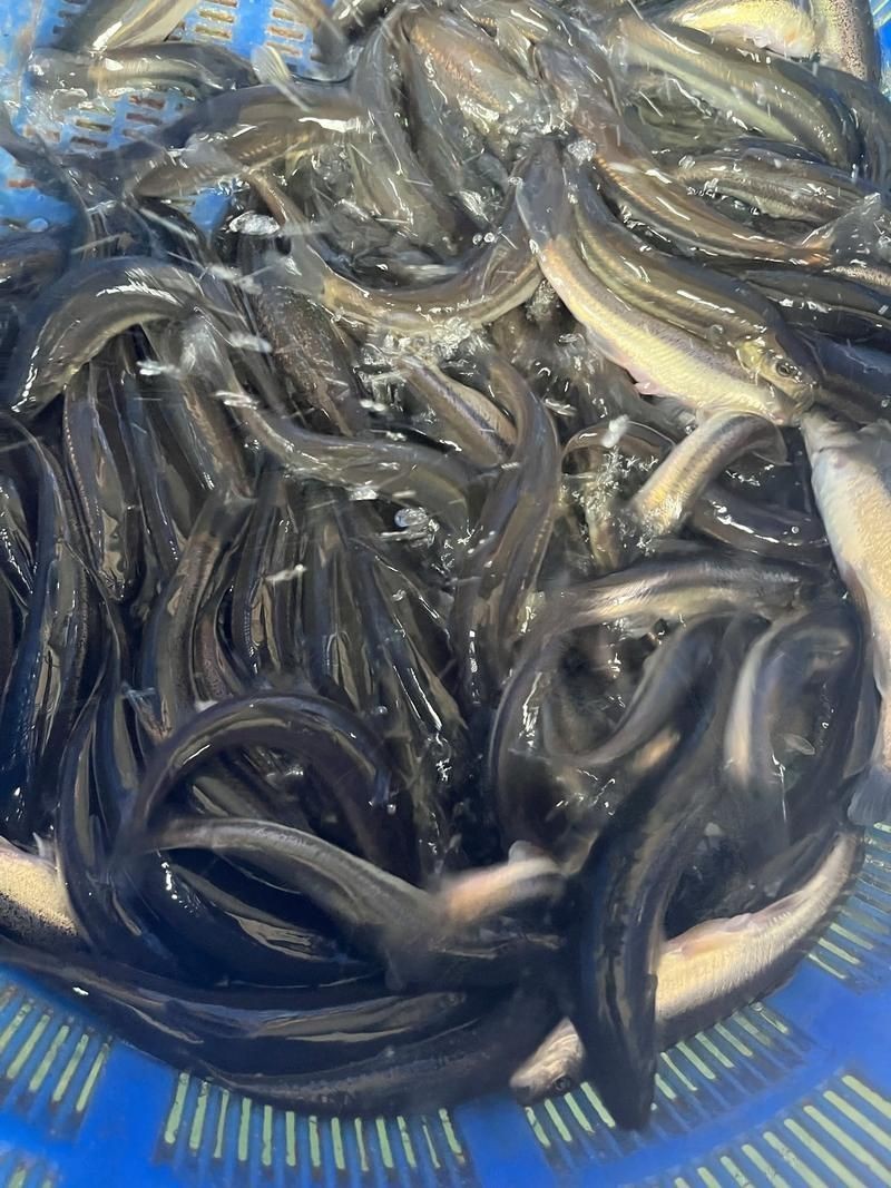 柳丁魚(yú)圖片大全，“柳丁魚(yú)圖片大全”聚焦于展示各類(lèi)柳丁魚(yú)的視覺(jué)影像資料