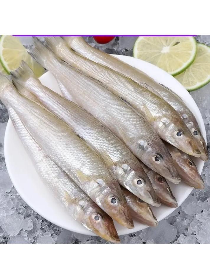 柳丁魚(yú)圖片大全，“柳丁魚(yú)圖片大全”聚焦于展示各類(lèi)柳丁魚(yú)的視覺(jué)影像資料