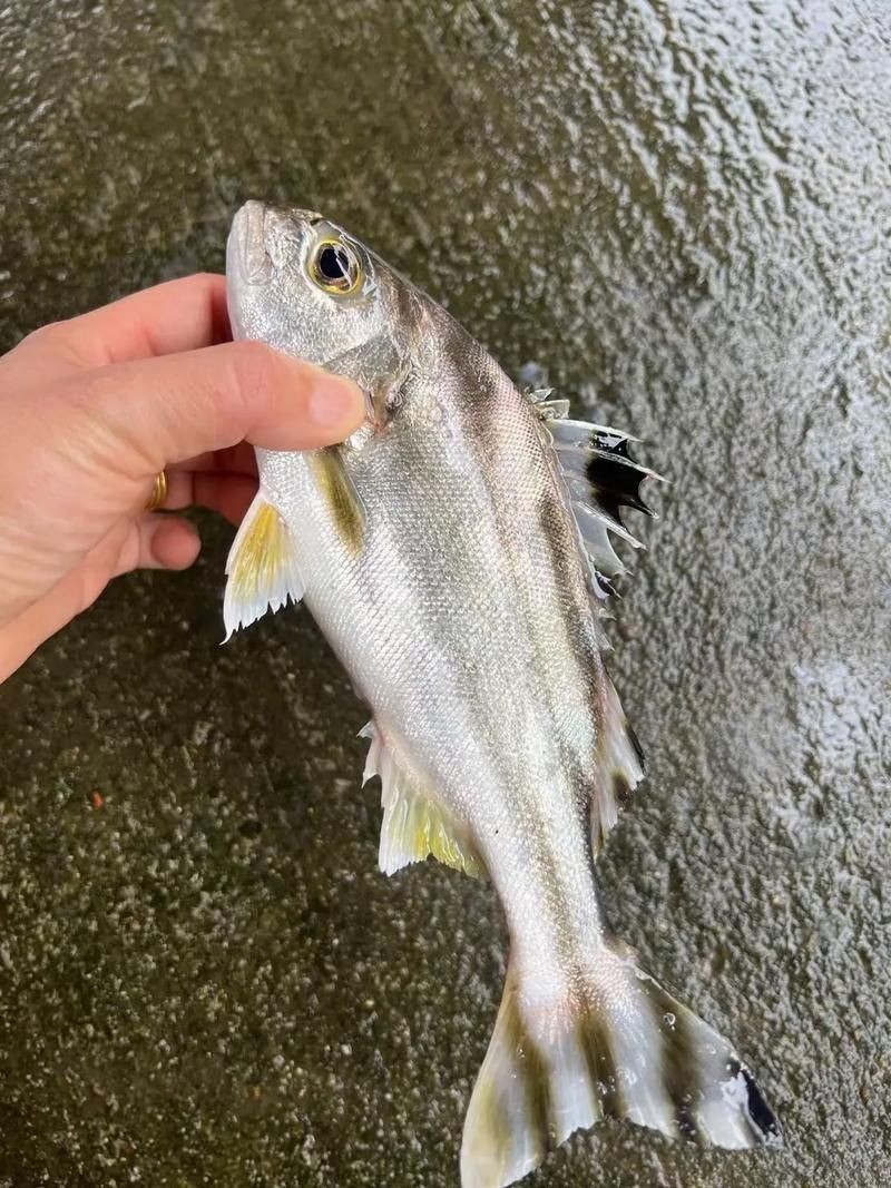 柳丁魚(yú)圖片大全，“柳丁魚(yú)圖片大全”聚焦于展示各類(lèi)柳丁魚(yú)的視覺(jué)影像資料