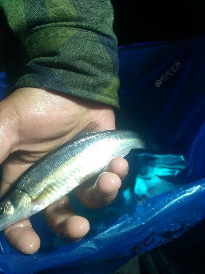 柳丁魚(yú)圖片大全，“柳丁魚(yú)圖片大全”聚焦于展示各類(lèi)柳丁魚(yú)的視覺(jué)影像資料
