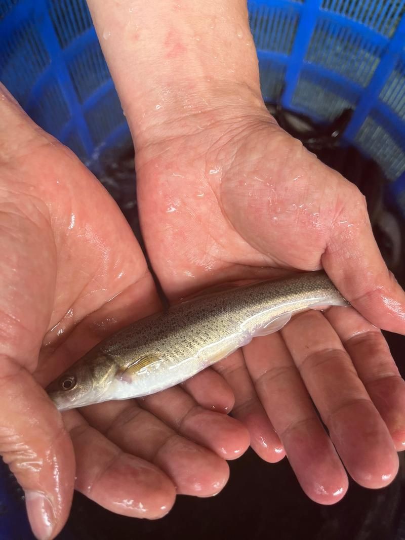 柳丁魚(yú)圖片大全，“柳丁魚(yú)圖片大全”聚焦于展示各類(lèi)柳丁魚(yú)的視覺(jué)影像資料